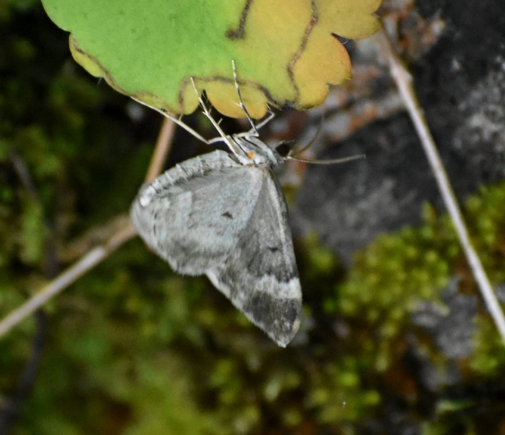 Falena da identificare 4